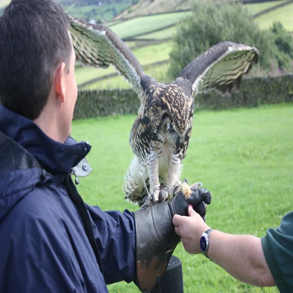 SMJ Falconry - Activity in oxenhope