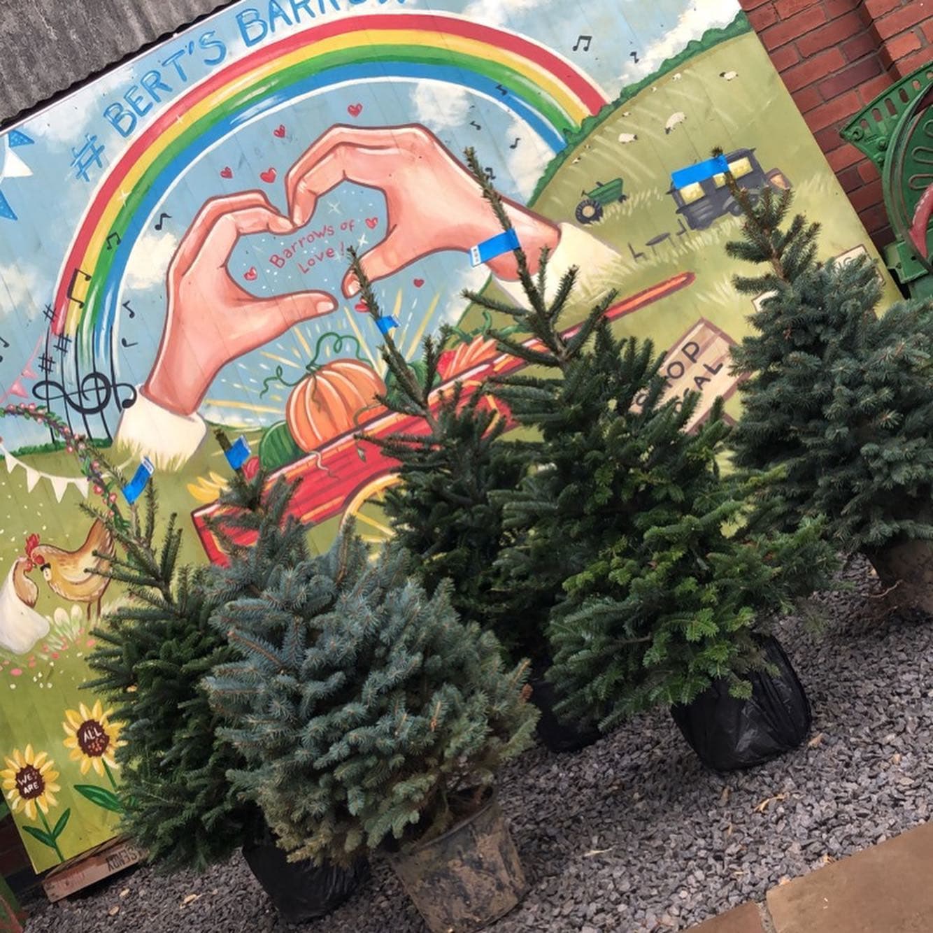 Bert's Barrow Image 4