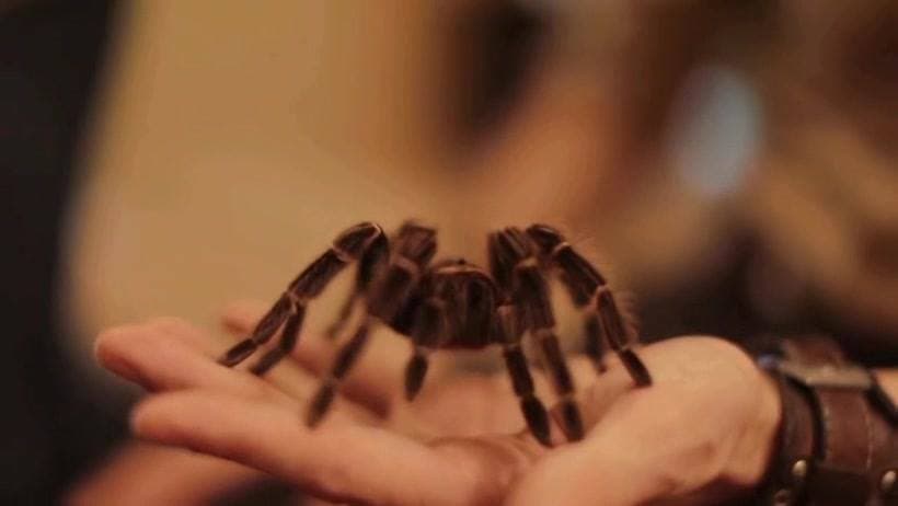 Bugtopia Hornsea Image 4