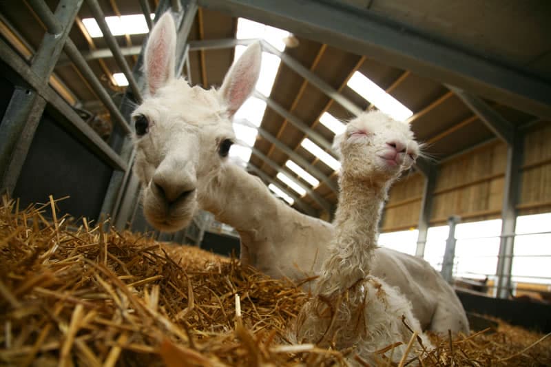 Cannon Hall Farm Image 3