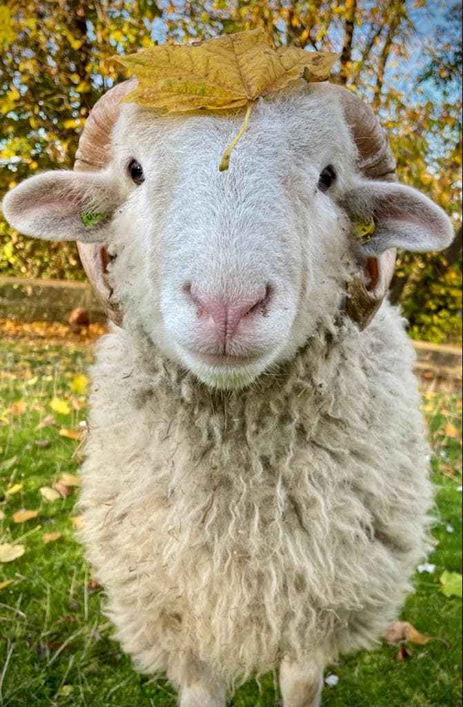 Heeley City Farm Image 3