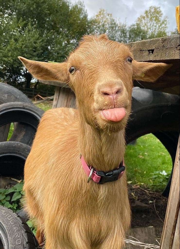 Heeley City Farm Image 4