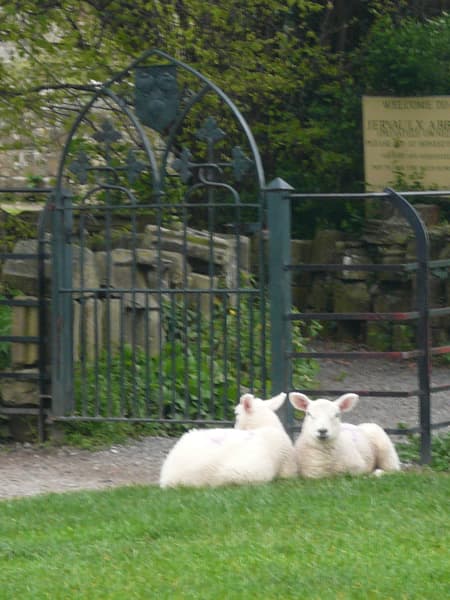 Jervaulx Abbey Image 3