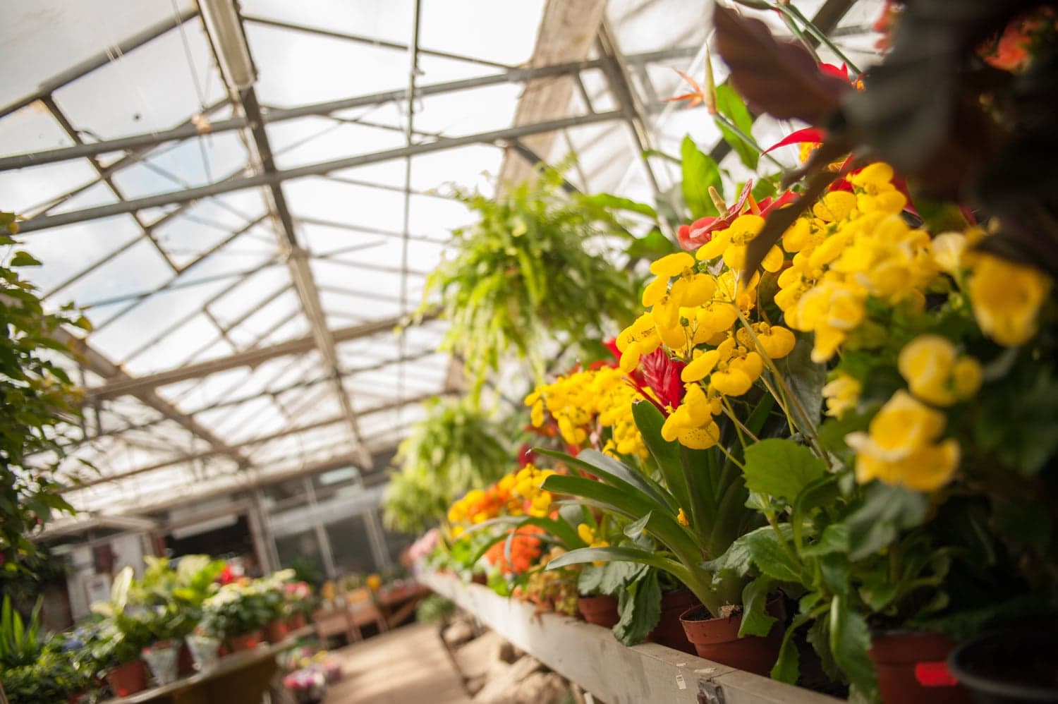 Visit Walkers Nurseries Image 5