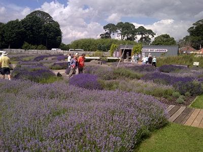 Wolds Way Lavender Image 1