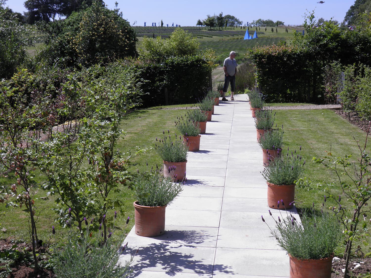 Yorkshire Lavender Image 2