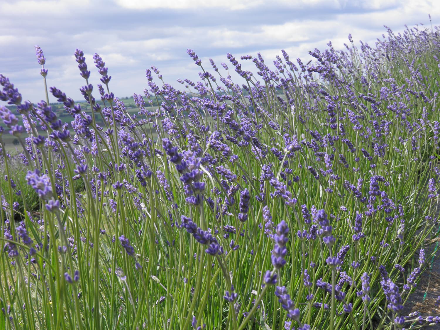 Yorkshire Lavender Image 3