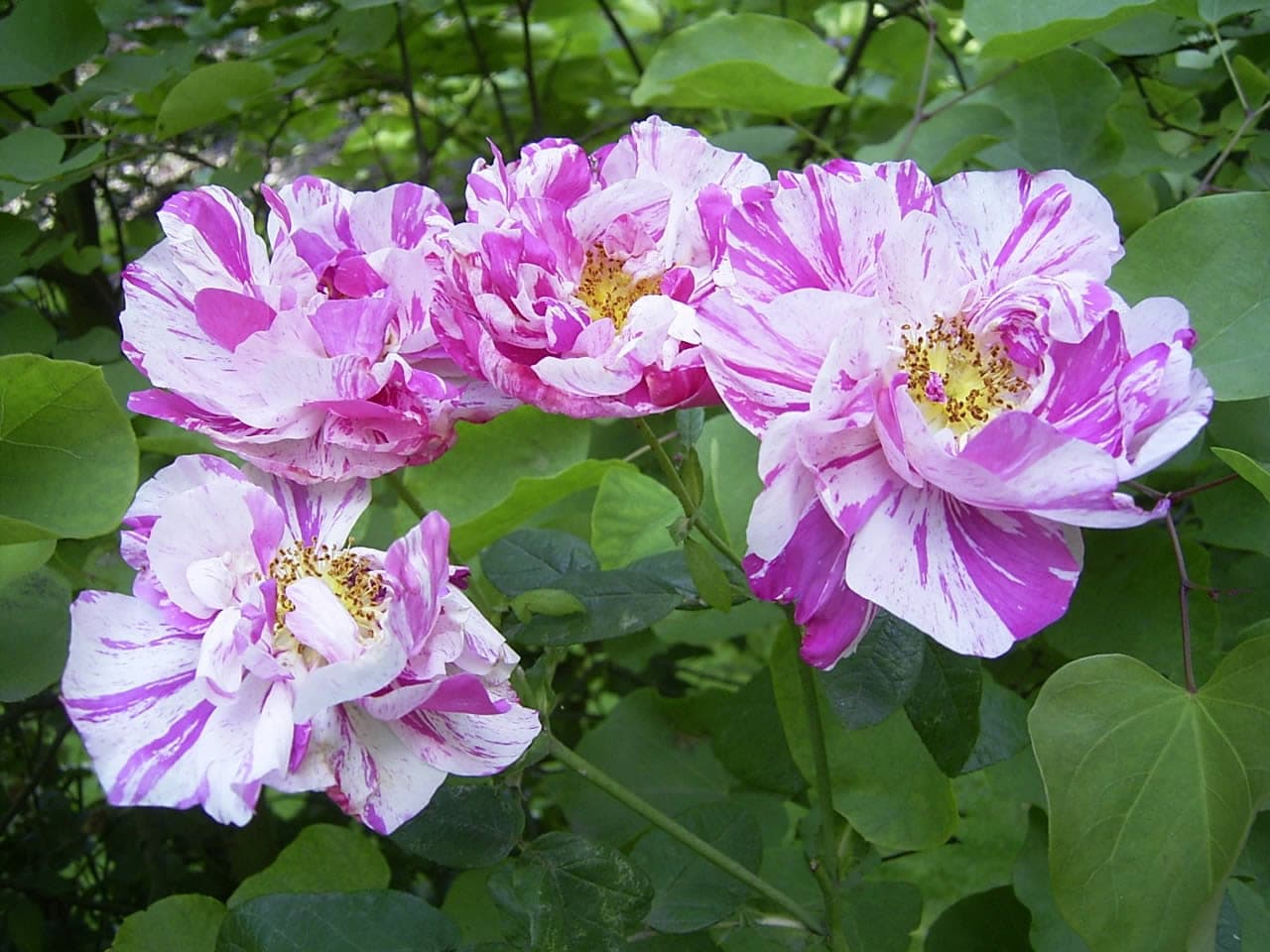 Red House & Gardens Image 4