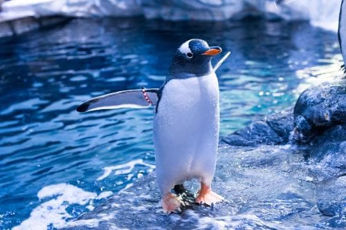 The Whittington and Cat Image 3