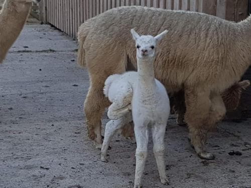 Morgan's Rest Image 2