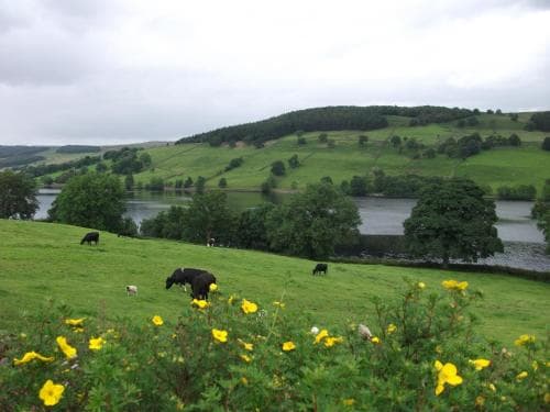 THE FIRS B&B &TEA ROOM Image 2