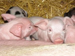 Coddy's Farm Image 3