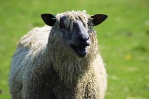 Elmfield House Image 1