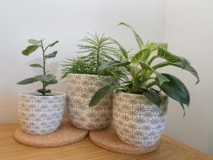 Dabbling Ducks Image 2