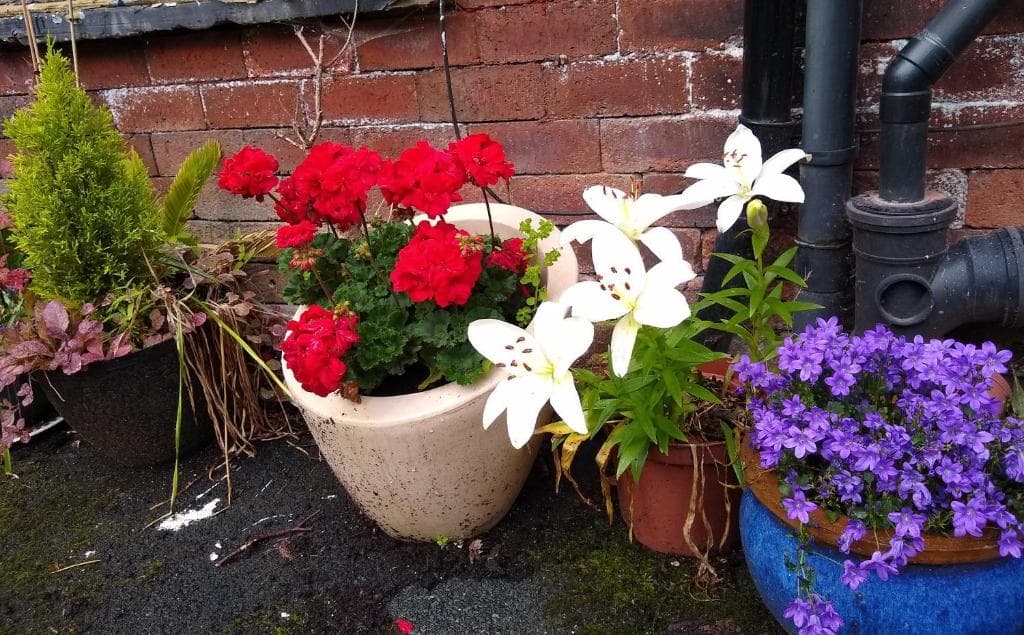 Mariposa Cottage Image 1