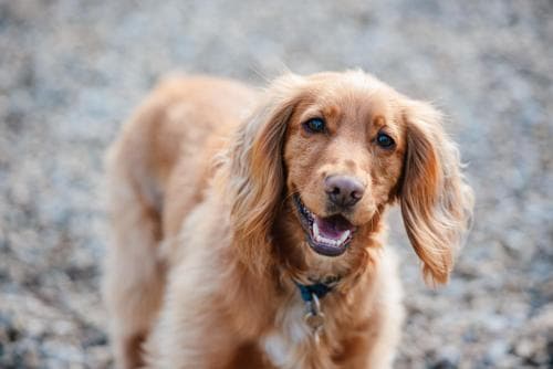 Pinchinthorpe Hall Image 2