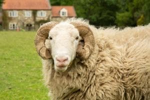 Rawcliffe House Farm Image 2