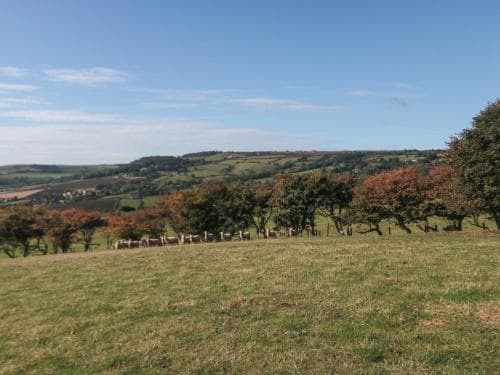 The Shepherd Hut Image 3