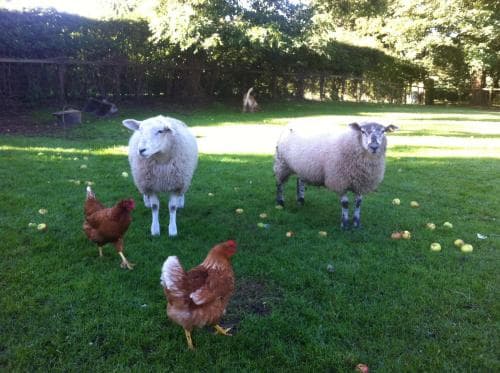 Old Oak Tree Image 2