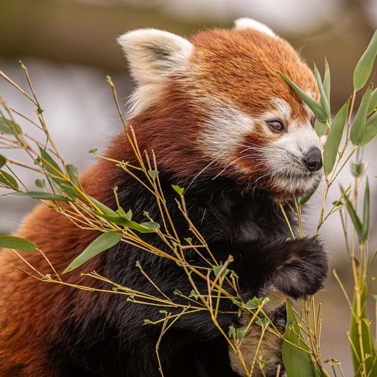 Visit Yorkshire Wildlife Park In Doncaster Image 1