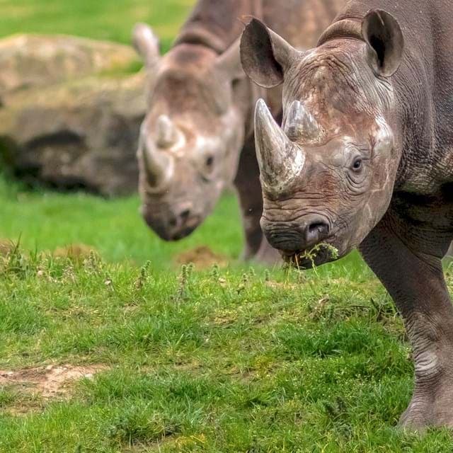 Visit Yorkshire Wildlife Park In Doncaster Image 4