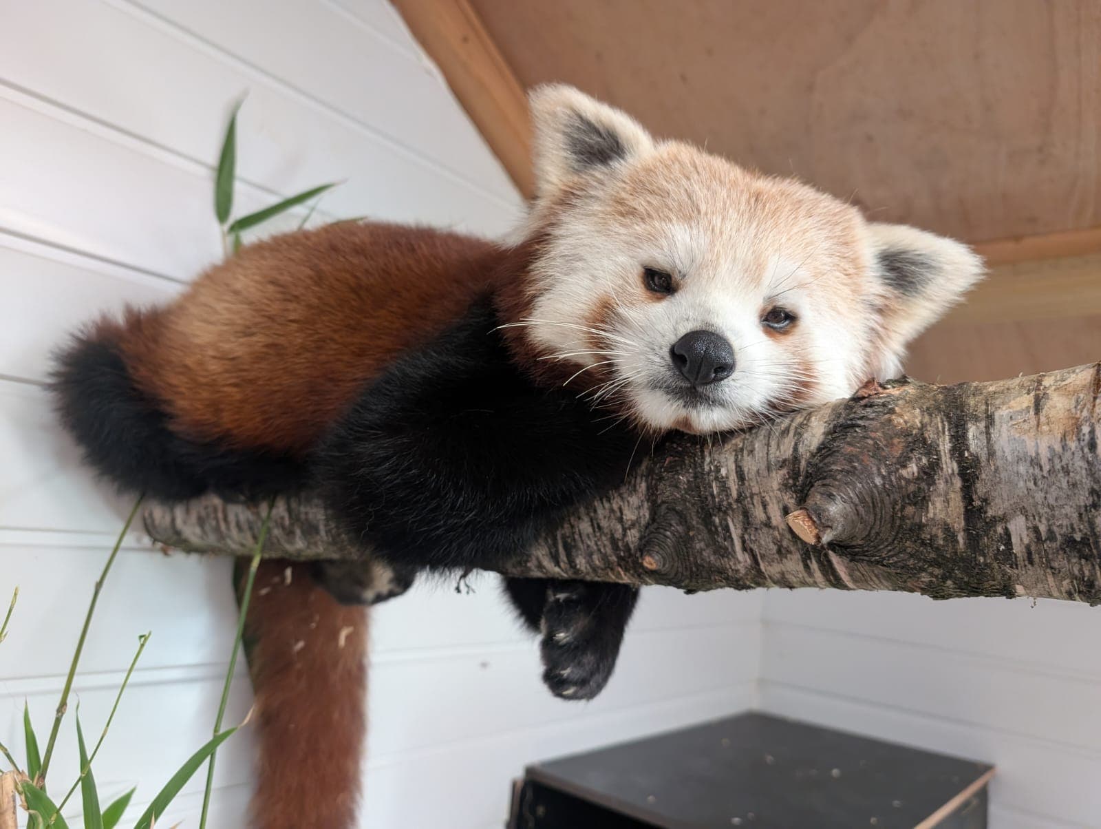 Red panda resting on a tree branch in a wooden enclosure