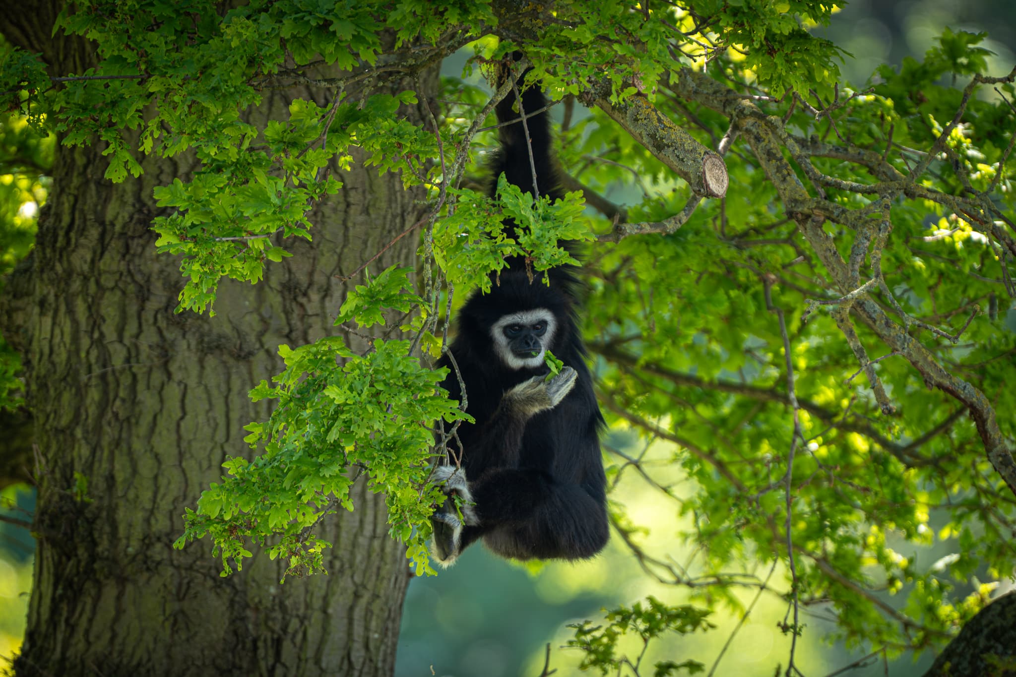 Gibbon eating leaves while hanging from a tree branch