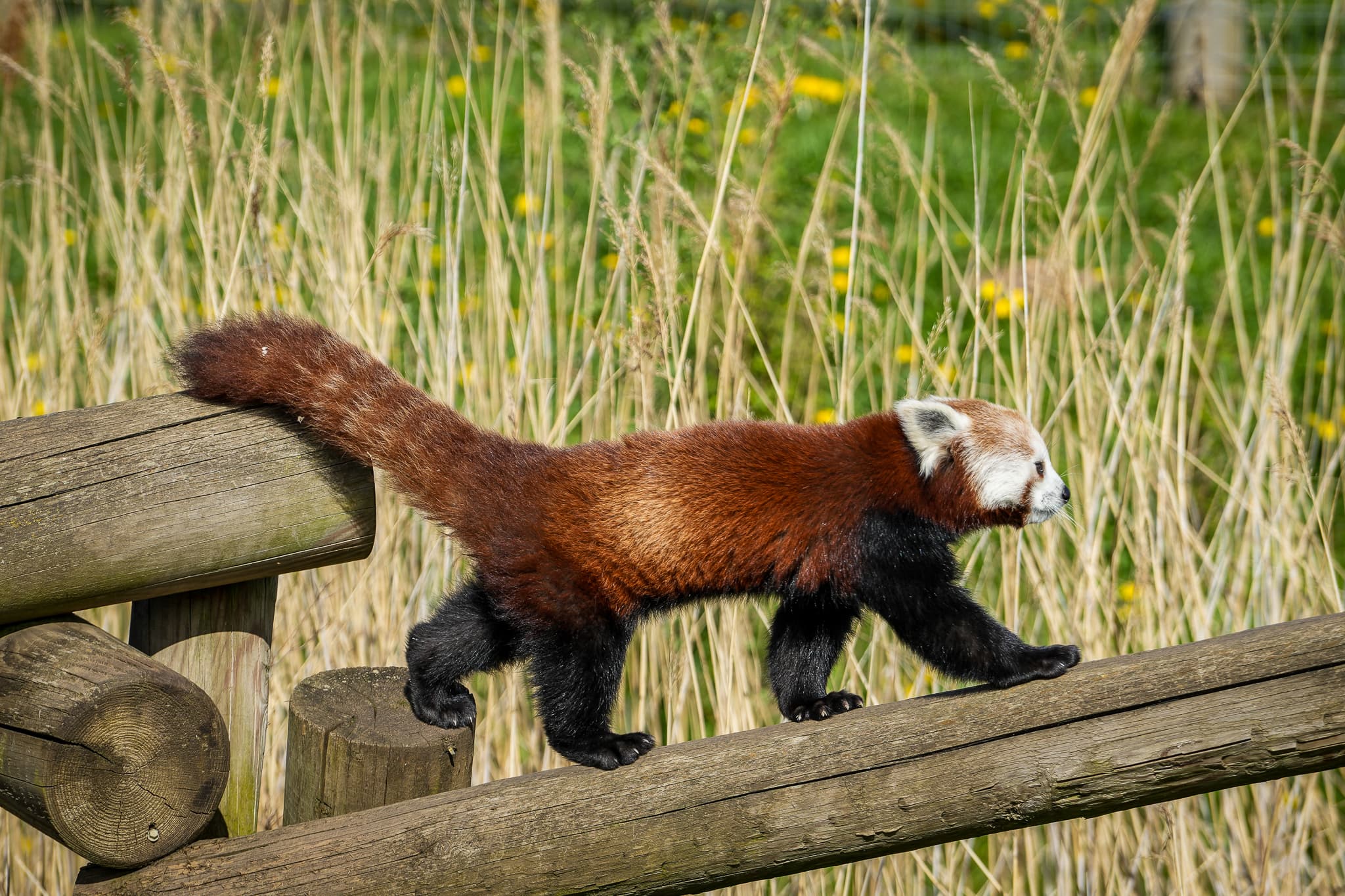 Red panda walking along wooden beams in grassy area