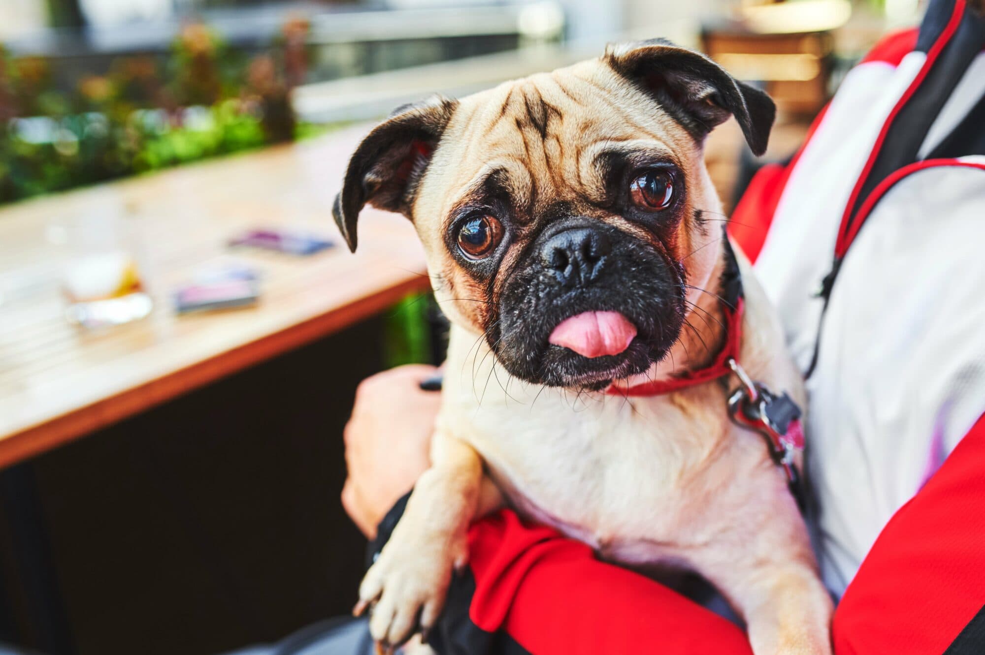 Dog Friendly Pubs in Yorkshire