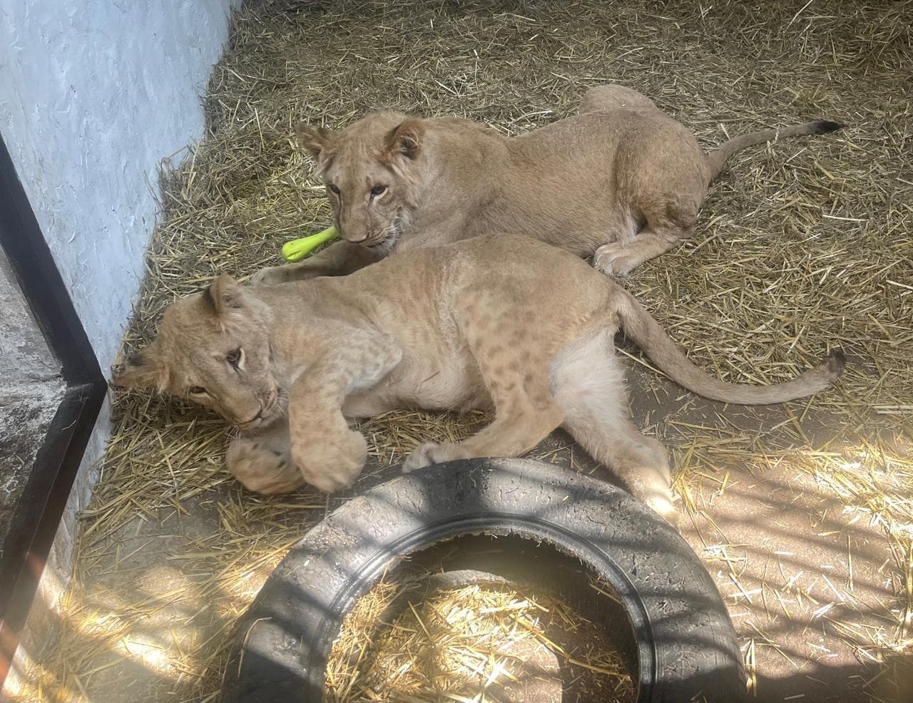 Summer Saver at Award-Winning Yorkshire Wildlife Park