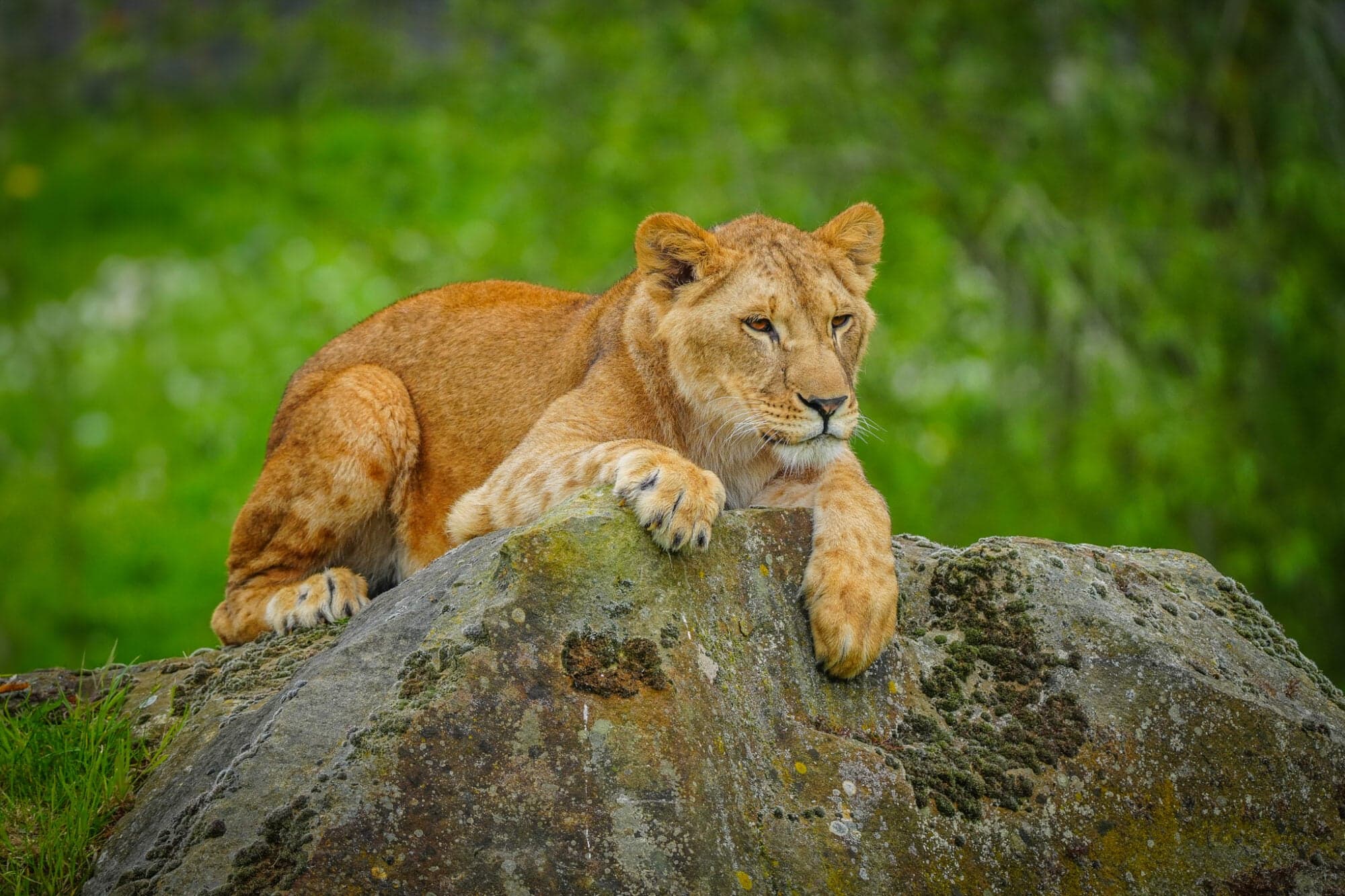 Lion lounging on a large rock with a lush green background.