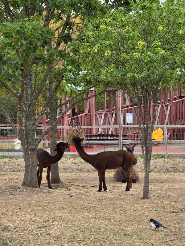 Gulliver's Mini Farm - Zoos in eckington