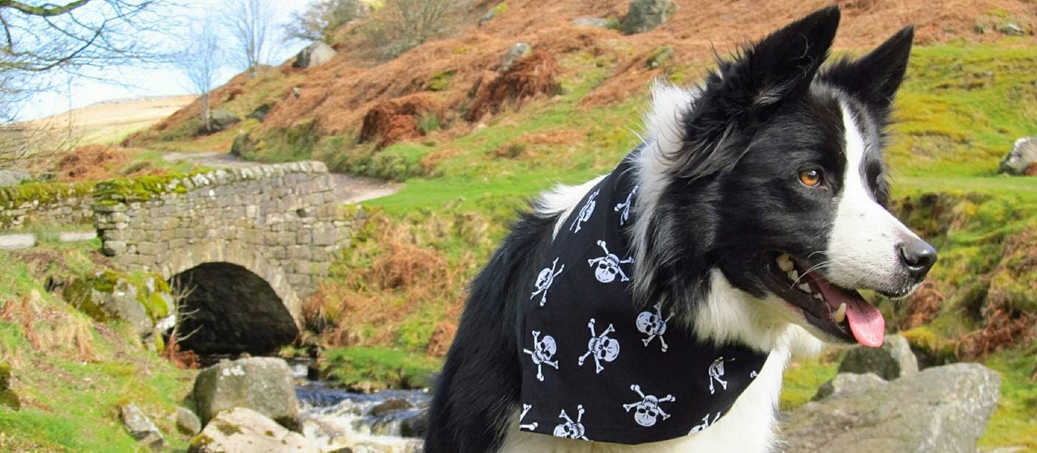 Dudiedog Bandanas - Pet Shops in grassington