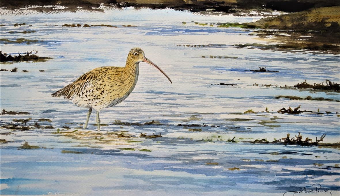 Jonathan Pomroy Landscape and Wildlife Artist - Museum in ampleforth