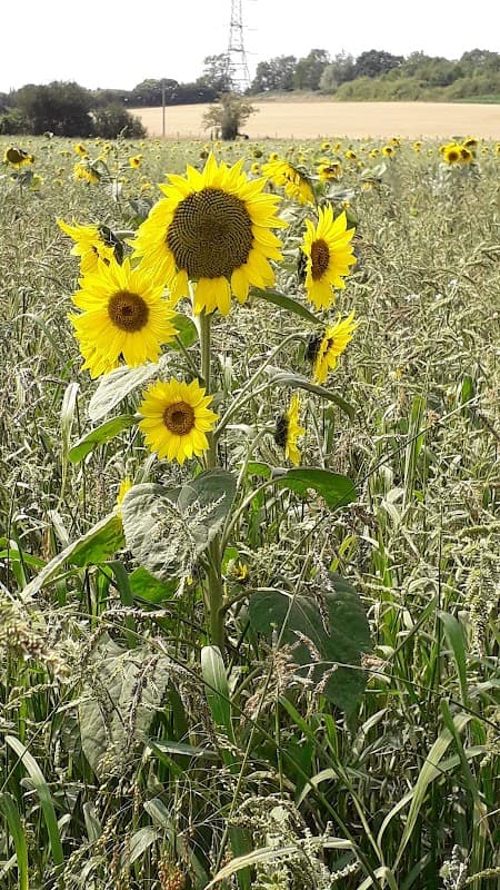 Sunflowers Day Nursery - Nurseries in pateley bridge
