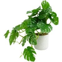 Artificial green potted monstera trailing plant with glossy leaves in a white speckled pot, 30cm tall.