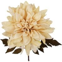 Dusty cream dahlia flower stem, 55cm, with layered petals and dark green leaves.