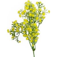 Yellow Gypsophila stem, 55cm, with small clustered blooms and green foliage by Leaf.