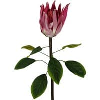 Pink Protea Sugarbush flower stem, 65cm, with green leaves and layered petals.