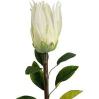 White Protea Sugarbush flower stem with green leaves, 65cm tall, realistic texture and detailed petals by Leaf.