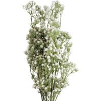 Pack of 6 white Gypsophila stems, 85cm tall, with delicate small white blossoms and green foliage.