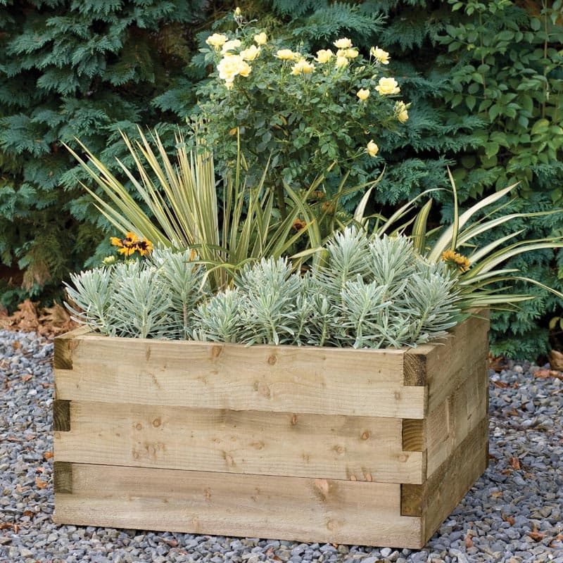 Square wooden raised bed in natural finish, measuring 3'x3', filled with various plants including yellow roses and green foliage, set against a backdrop of greenery.