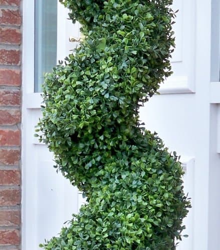 3ft Boxwood Spiral Topiary Tree - image 4