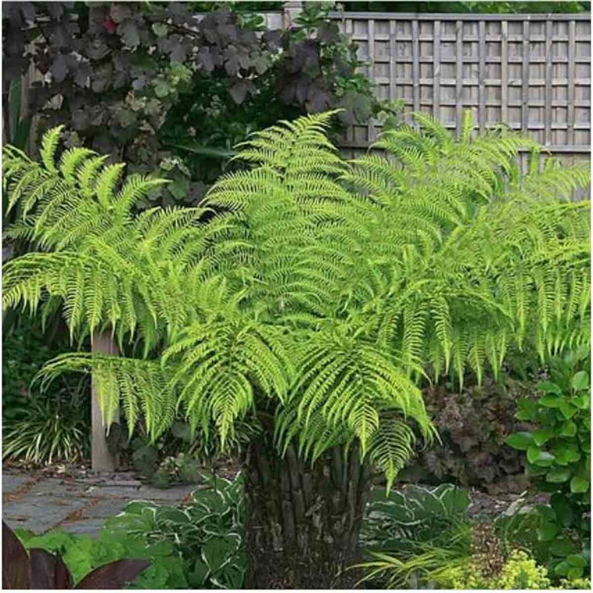 Hardy Australian Dicksonia Antarctica tree fern in a 10-litre pot, featuring vibrant green fronds with a textured trunk, set against a garden backdrop with wooden fencing.