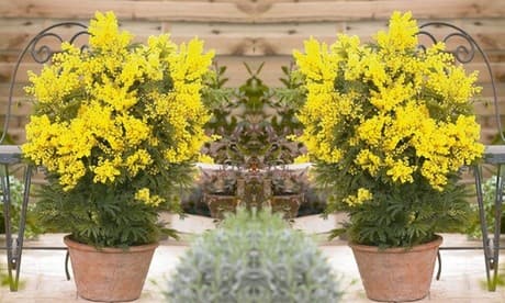 Bright yellow fluffy flowers atop lush green foliage in a terracotta pot, showcasing the Acacia Mimosa Dealbata plant, set against a wooden background.