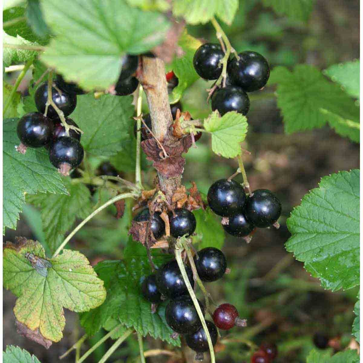 Blackcurrant plant with dark purple-black berries clustered on green stems, surrounded by vibrant green leaves, showcasing ripe fruit ready for harvest.