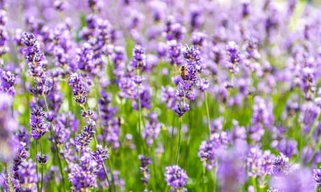 Five 9cm pots of Thompson & Morgan Lavandula angustifolia 'Munstead' featuring vibrant purple flowers and green stems, set against a blurred background of more lavender blooms.