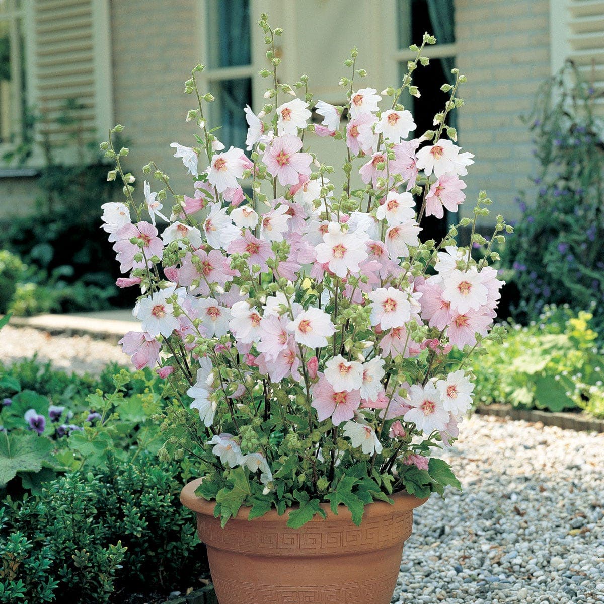 Two Lavatera Barnsley Baby hardy shrubs in a terracotta pot, featuring abundant pale pink flowers with darker pink centers, surrounded by lush green foliage.