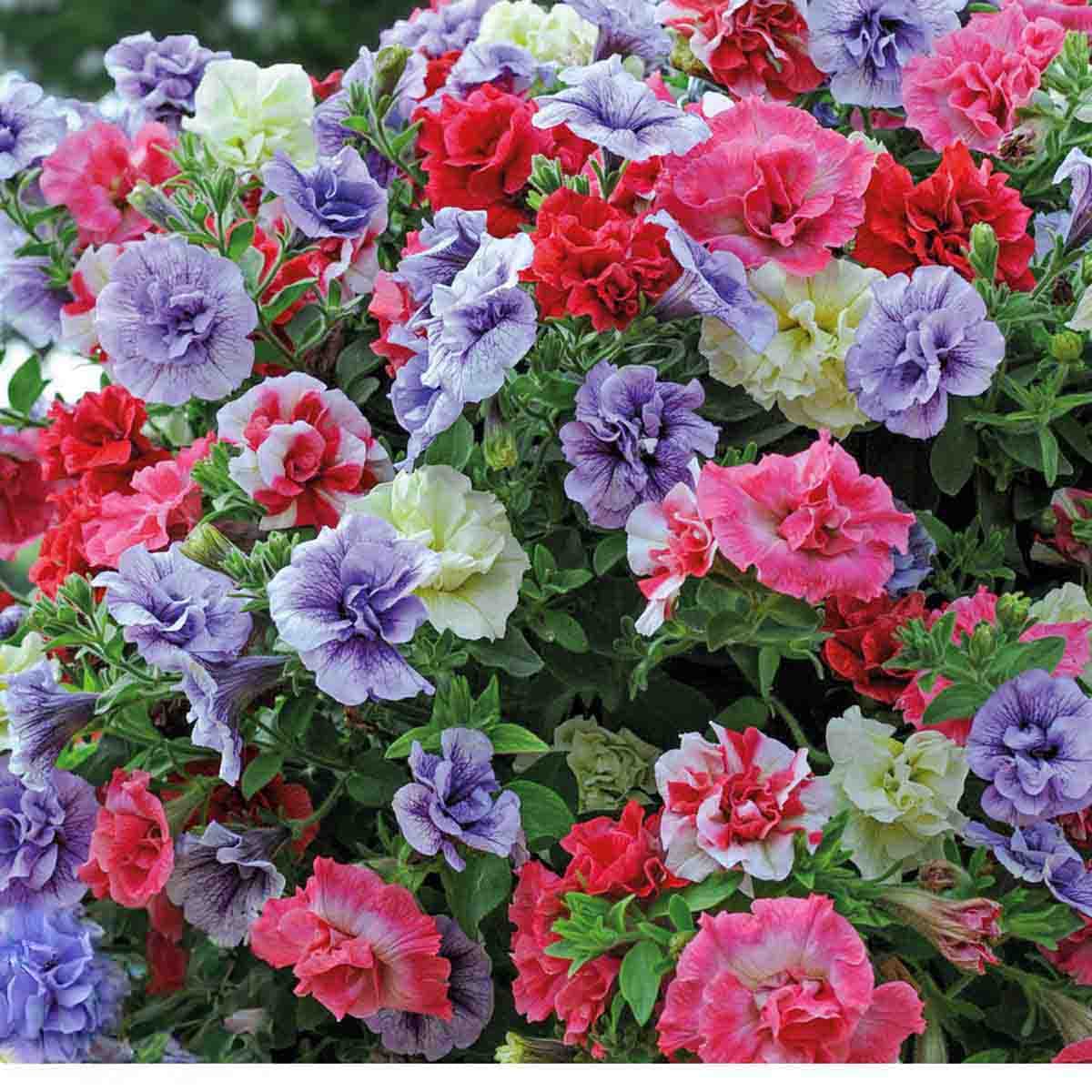Colorful mix of petunias in shades of red, pink, purple, and white, featuring ruffled petals, arranged in a lush hanging basket with green foliage.