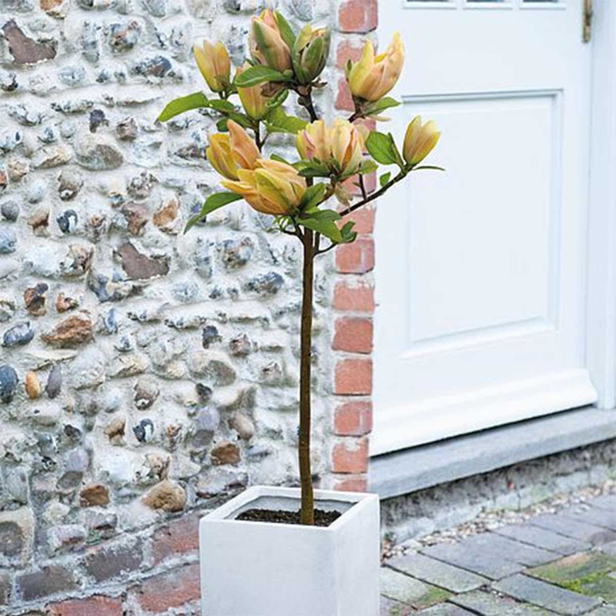 A bare root Magnolia Sunspire plant with yellow-orange flowers and green leaves, displayed in a white square pot against a stone wall and door.